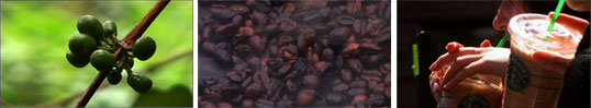 A close-up of coffee plant beans on a branchA close-up of roasted coffee beansA close-up of two plastic Starbucks cups, filled with coffee, being sipped from straws